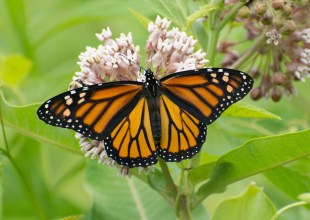 Monarch Butterfly Proposed for Listing as a Threatened Species