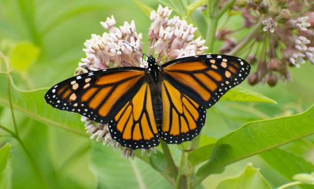 Monarch Butterfly Proposed for Listing as a Threatened Species