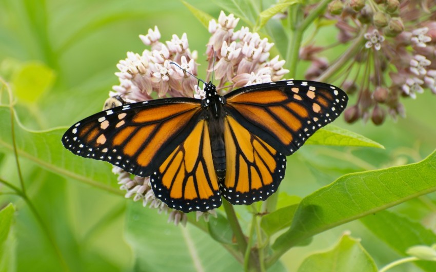 Monarch Butterfly Proposed for Listing as a Threatened Species