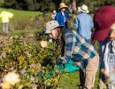 Rose Pruning Day | Mission Historical Park