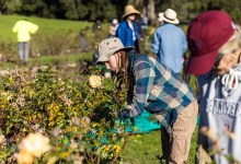 Rose Pruning Day | Mission Historical Park