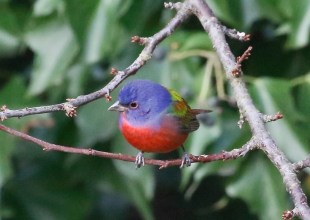 Santa Barbara’s Christmas Bird Count: A Great Tradition