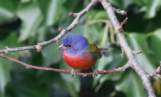 Santa Barbara’s Christmas Bird Count: A Great Tradition