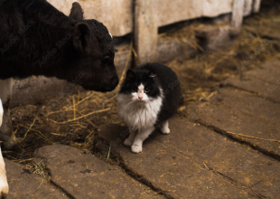 Death of Two House Cats in Goleta Confirmed to Be Bird Flu