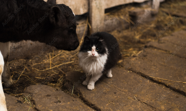 Death of Two House Cats in Goleta Confirmed to Be Bird Flu