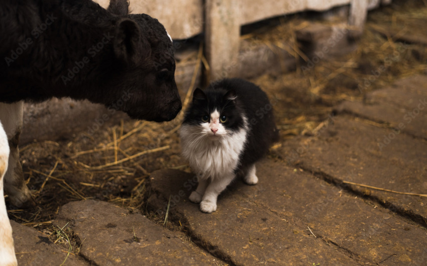 Death of Two House Cats in Goleta Confirmed to Be Bird Flu