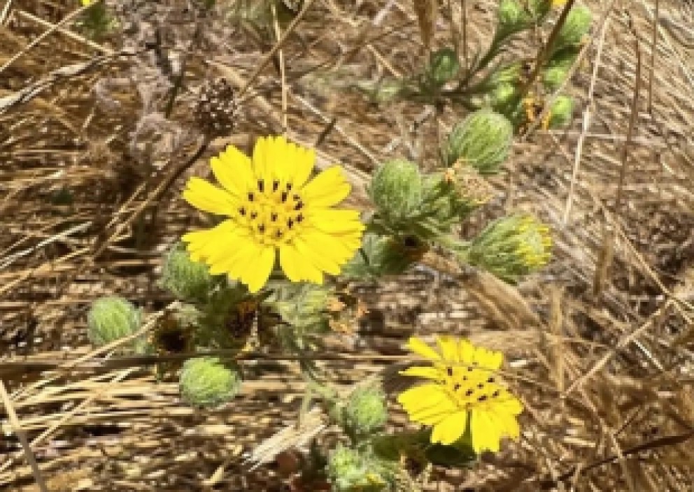 Santa Barbara Farming Family Dedicates Lands to Support Recovery of Iconic Endangered Gaviota Coast Plant