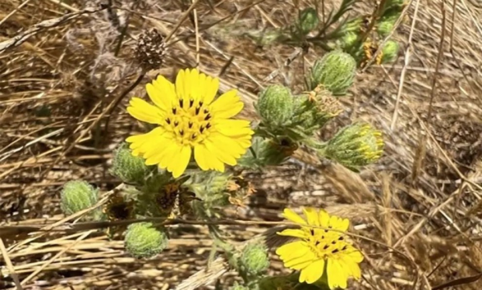 Santa Barbara Farming Family Dedicates Lands to Support Recovery of Iconic Endangered Gaviota Coast Plant