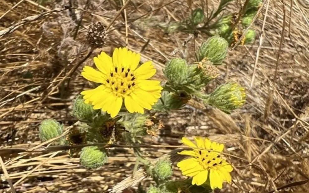 Santa Barbara Farming Family Dedicates Lands to Support Recovery of Iconic Endangered Gaviota Coast Plant