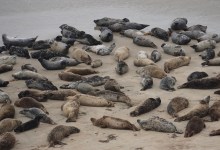 Carpinteria Committee Floats Idea of Closing Harbor Seal Rookery for Three Years