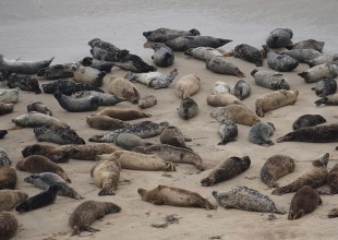 Carpinteria Committee Floats Idea of Closing Harbor Seal Rookery for Three Years