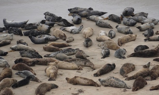 Carpinteria Committee Floats Idea of Closing Harbor Seal Rookery for Three Years