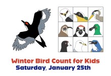 Winter Bird Count for Kids with S.B. Audubon