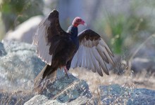 V is for Vulture