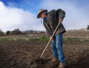 From Gourmet Pork to Subsistence Farming