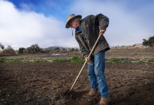 From Gourmet Pork to Subsistence Farming