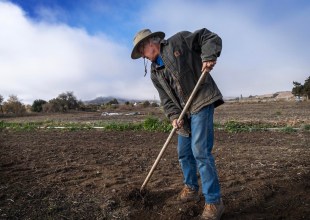 From Gourmet Pork to Subsistence Farming