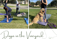 Therapy Dogs of Santa Barbara DOGA in the Vineyard