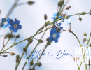 United Luncheon: Blue in Bloom