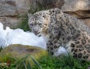 It’s Snowing at the Santa Barbara Zoo!