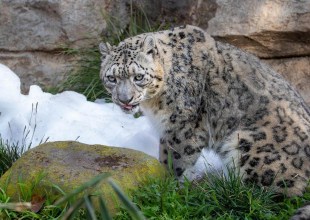 It’s Snowing at the Santa Barbara Zoo!