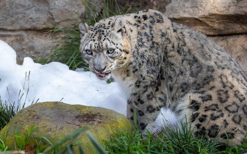 It’s Snowing at the Santa Barbara Zoo!