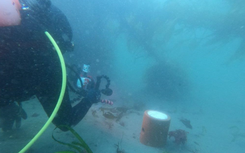 Underwater Octo-Condos Offer Beacon of Hope for Goleta Kelp Beds