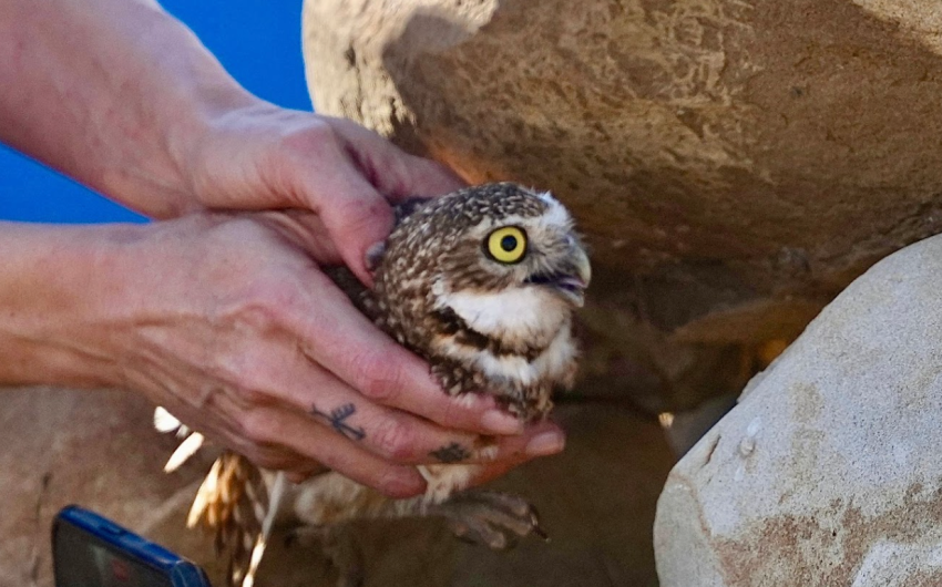 Rehabilitated Burrowing Owl Finds New Home in Goleta