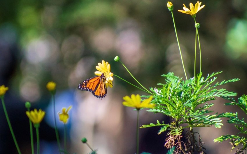 Monarch Count Shows Another Sharp Decline