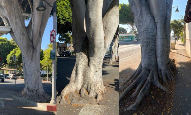 Santa Barbara City Council Upholds Decision to Remove 13 Trees from Milpas Street