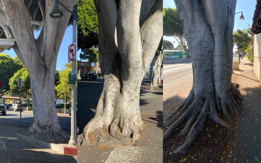 Santa Barbara Public Works Gets Green Light to Remove 13 Trees from Milpas Street 