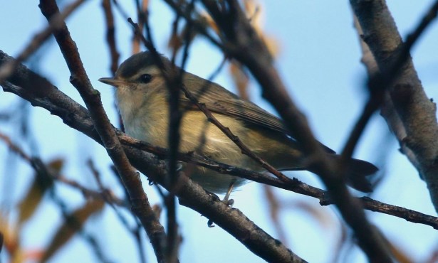 Birds Are Everywhere. Let’s Keep It That Way