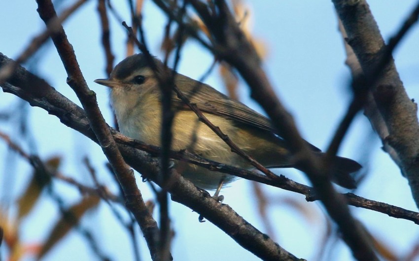 Birds Are Everywhere. Let’s Keep It That Way