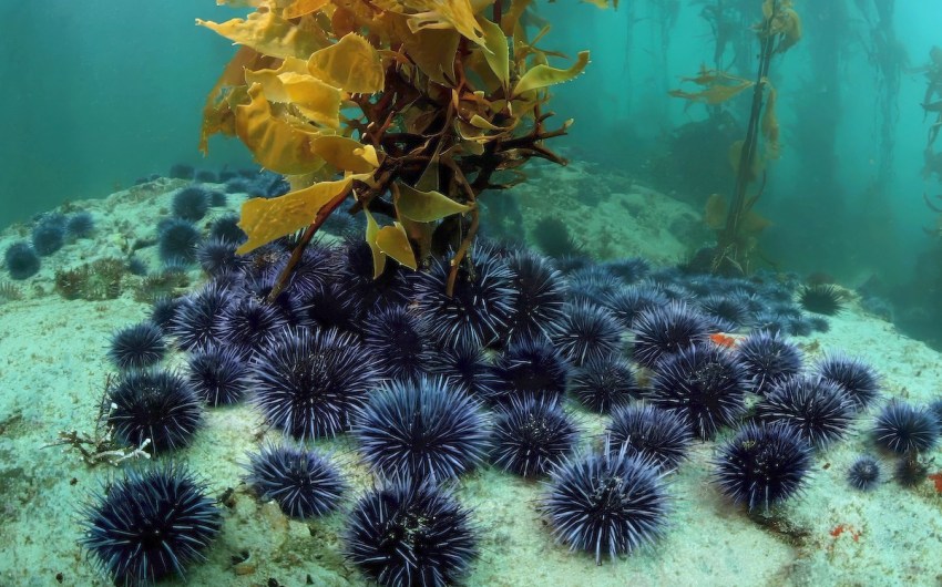 Kelp Restoration Project to Pluck Purple Urchins from Santa Barbara Channel