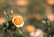 Community Comes Out for Rose Pruning Day at Santa Barbara’s Mission Rose Garden