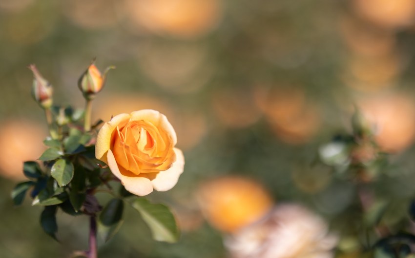 Community Comes Out for Rose Pruning Day at Santa Barbara’s Mission Rose Garden