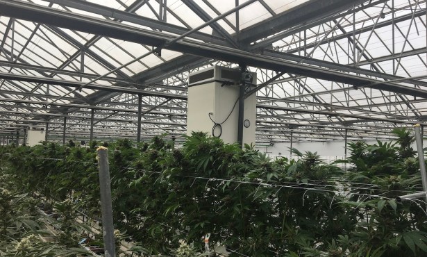 Fine-Tuning Strict Odor Controls for Cannabis Greenhouses in Carpinteria Valley