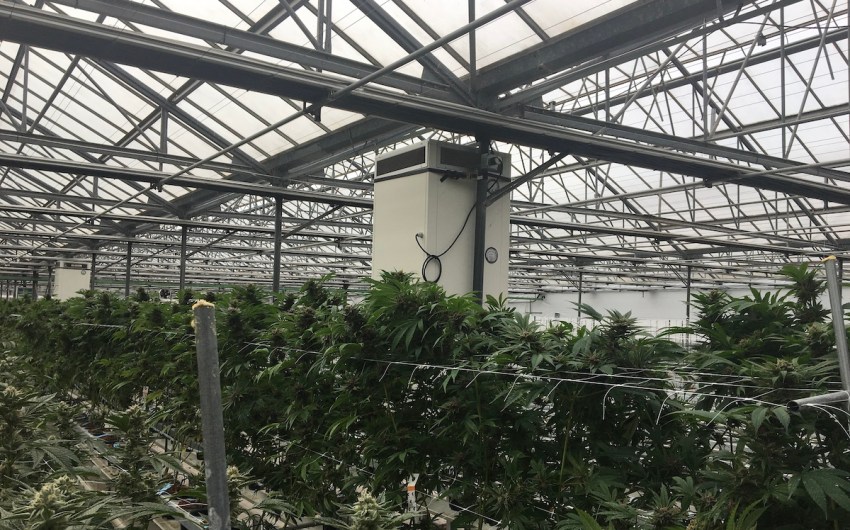 Fine-Tuning Strict Odor Controls for Cannabis Greenhouses in Carpinteria Valley