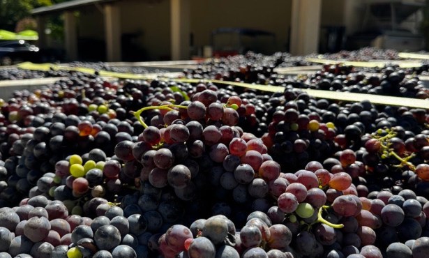 Full Belly Files | When Red Grapes Become White Wines