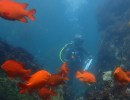 California’s Marine Protected Areas Boost Fish Populations Across the State