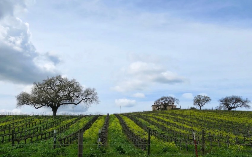 Santa Barbara County Approves Wine BID