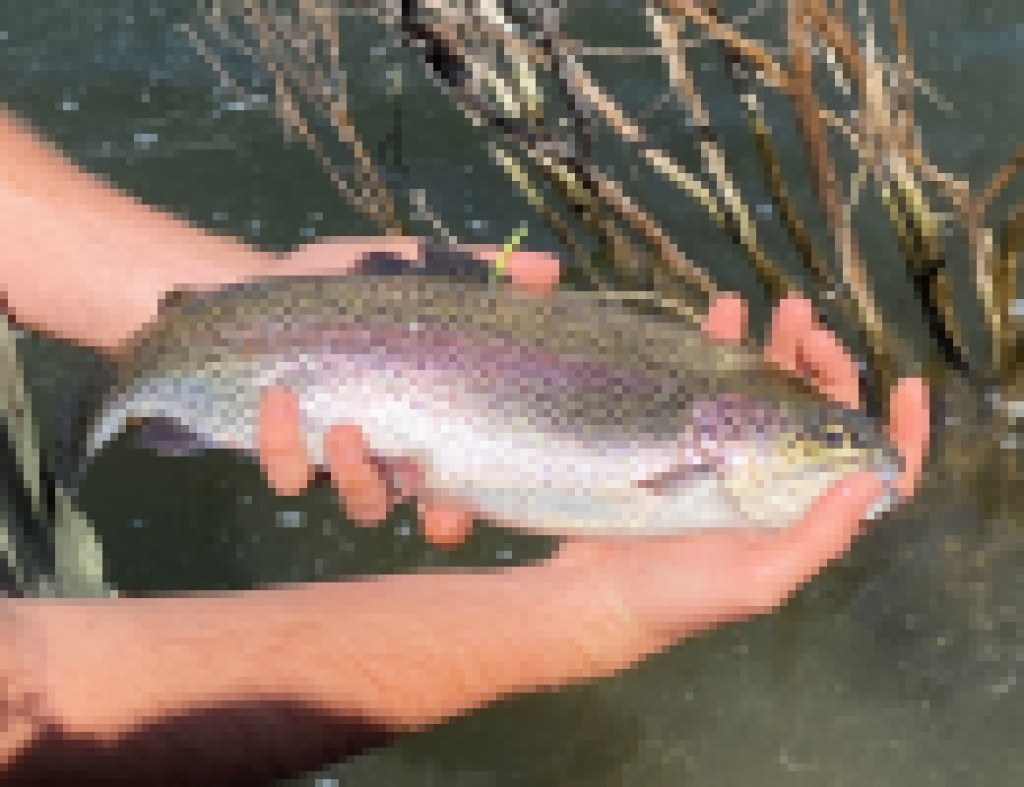 4.000 libras de trucha liberadas en Cachuma Lake